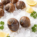 Sea Snail